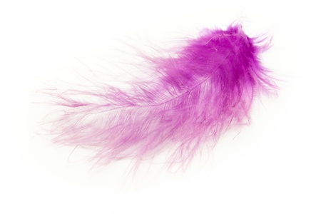 purple feather on white backgroundの写真素材