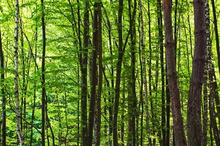 green forest in spring time