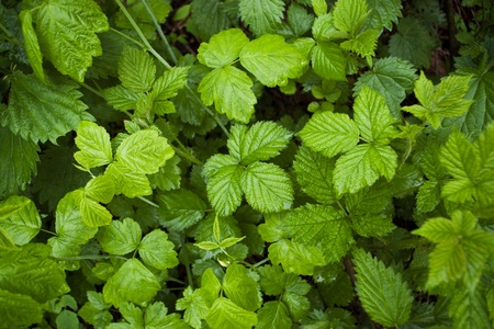 wild green leaves in forest