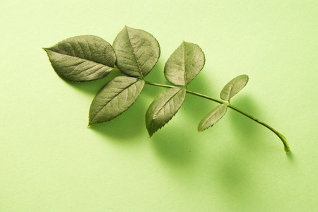 closeup of green leaves with shadowの写真素材