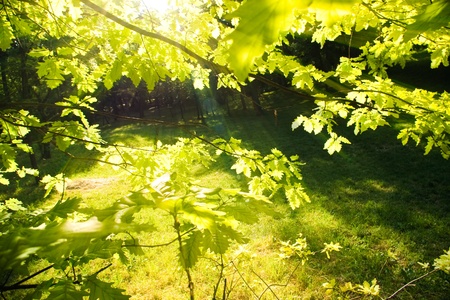 through foliage in mornig light
