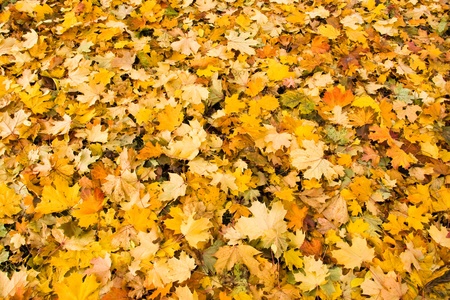 background of colorful autumn leaves covering the groundの写真素材