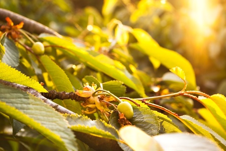 green cherry on branch in sun raysの写真素材