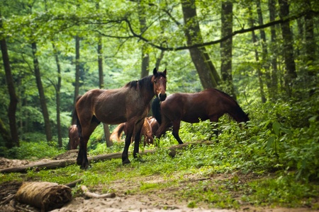 horses group in green forestの写真素材