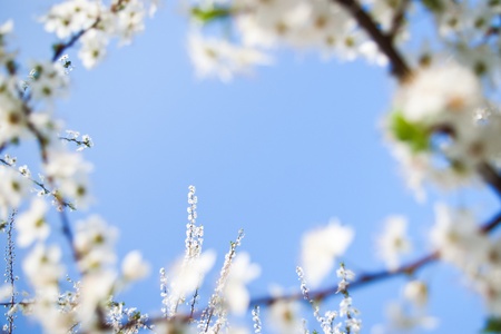 spring frame with flowers on clear blue skyの写真素材