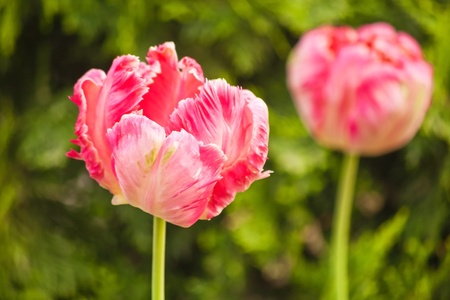 pink tulips on green with shallow depth of fieldの写真素材