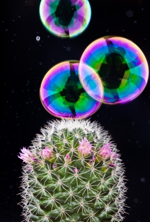 soap bubble bursting on cactus on black backgroundの写真素材