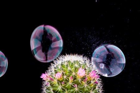 soap bubble bursting and cactus on black backgroundの写真素材