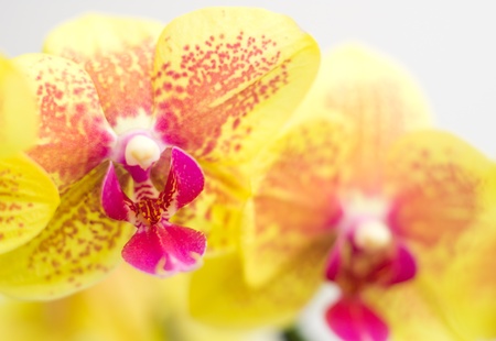 phalaenopsis orchid flower with shallow depth of fieldの写真素材