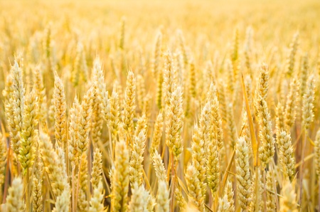 grain growing in a farm field