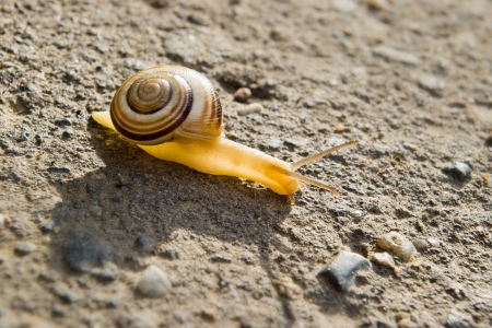 snail on road against sunlightの写真素材