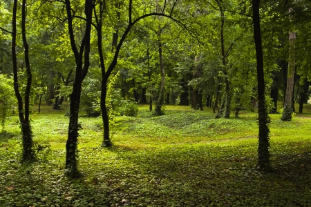green scene in young forestの写真素材