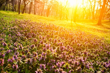 little purple flowers in beautiful morning lightの写真素材