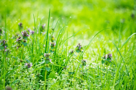 green grass dew and flowers with shallow depth of fieldの写真素材