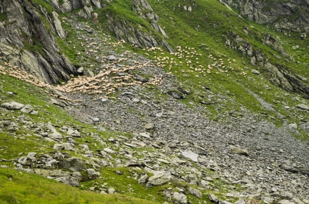 grazing sheep and green grass  on mountains rocksの写真素材