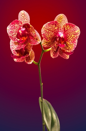 phalaenopsis orchid isolated の写真素材