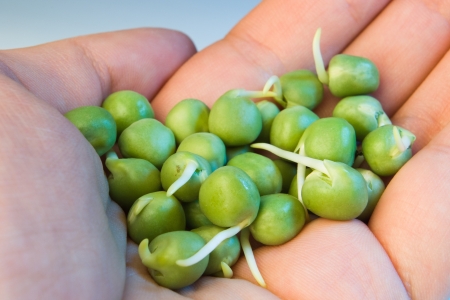 analyzing germinated  green peas in handの写真素材