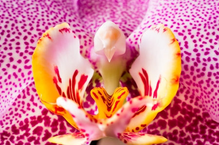 macro shot of pink orchidの写真素材