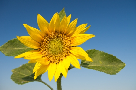 closeup of sunflower on clear blue skyの写真素材