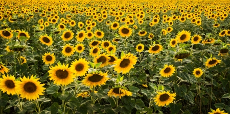 beautiful large sunflower fieldの写真素材