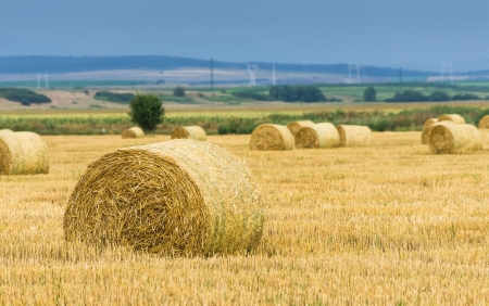 summer field with straw balesの写真素材