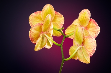 phalaenopsis orchid from back on dark backgroundの写真素材