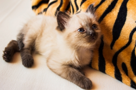 curious young cat laying and lookingの写真素材
