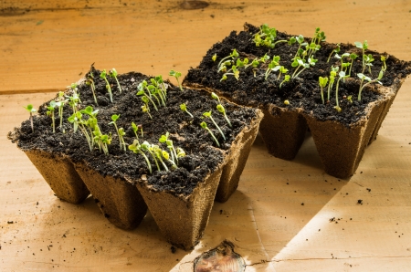boxes with seedling on woodの写真素材
