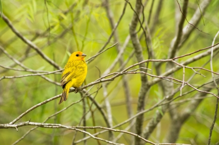 yellow warbler on a branchの写真素材