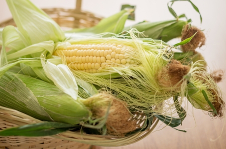 sweet corn in basket with some ears partially huskedの写真素材