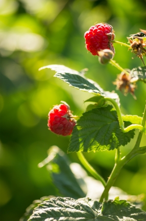 closeup of organic raspberryの写真素材