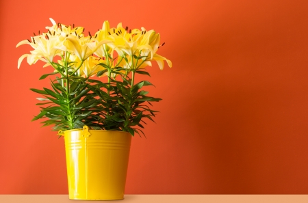 lily flowers in yellow bucketの写真素材