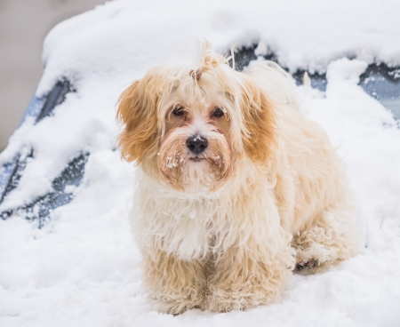 portrait of cute dog in snowの写真素材