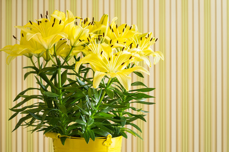 yellow lily flowers in bucket on striped backgroundの写真素材