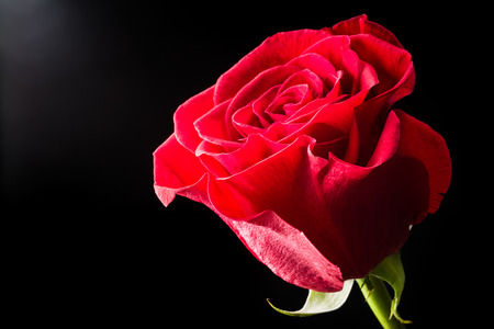 red rose on black backgroundの写真素材