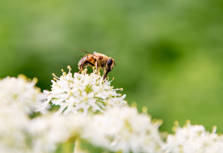 Honey bee on a white and flower with a green background.