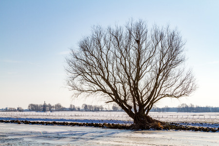 Lonely tree on the edge of a frozen canal at De Kaag in the Netherlands.の写真素材