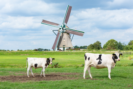 Cows in front of the Akkersloot windmill in Oud Ade. Build in 1793 in the village Kaag en Braassem. in the Netherlands.の写真素材
