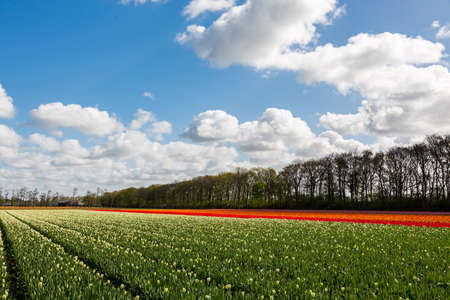 A colorful tulip field in a blue and cloudy sky near the village Lisse in the Netherlands.の写真素材