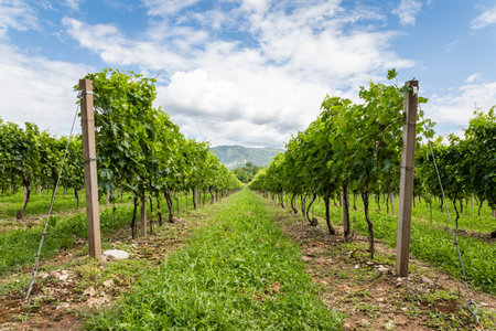Italian landscape Vines in a long vineyard avenue of the Valpolicella Wine in the village of Colognola ai Colli near Verona, Veneto, Italy, Europe.の写真素材