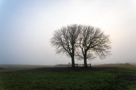 Two large bare trees, lonely in the foggy dune area of Berkheide in Wassenaar, part of the Hollandse Duinen National Park in the Netherlands.の写真素材