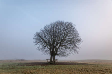 Two large bare trees, lonely in the foggy dune area of Berkheide in Wassenaar, part of the Hollandse Duinen National Park in the Netherlands.の写真素材