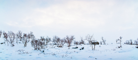 Winter landscape of the tundra. Lapland