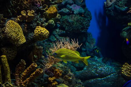 The underwater world of the Caribbean: corals and exotic fish.