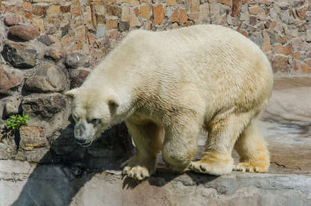 Saint-Petersburg, Russia, Augest 2019: Polar bear walks in Saint-Petersburg zooのeditorial素材