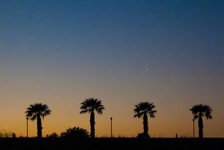 Beautiful silhouette of palm trees against the sky. Greece, Rhodesの写真素材