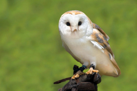 Wild barn owlの写真素材