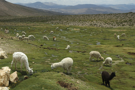 Alpacas on a vast green field in the peruvian mountainsの写真素材