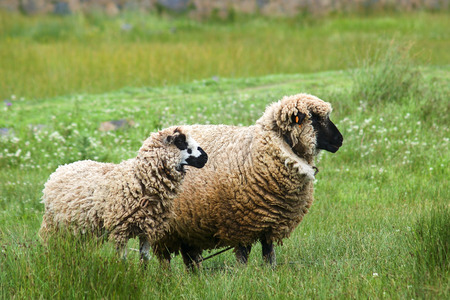 Two sheep standing on a green fieldの写真素材