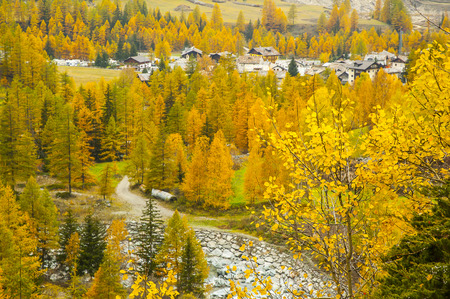 Trees with autumn colorsの写真素材